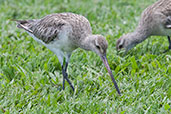 Bar-tailed Godwit, Cairns, Queensland, Australia, November 2010 - click for larger image