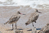 Bar-tailed Godwit, Cairns, Queensland, Australia, November 2010 - click for larger image