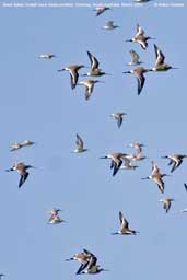  Black-tailed Godwit, The Coorong, SA, Australia, March 2006 - click for larger image