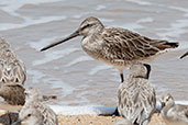 Asian Dowitcher, Cairns, Queensland, Australia, November 2010 - click for larger image