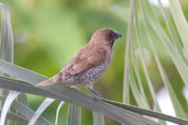 Nutmeg Mannikin, Cairns, Queensland, Australia, November 2010 - click for larger image