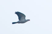 Topknot Pigeon, Paluma, Queensland, Australia, December 2010 - click for larger image