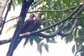 Brown Cuckoo-Dove, Paluma, Australia, December 2010 - click for larger image