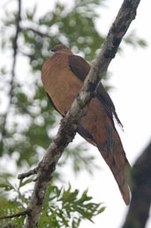 Brown Cuckoo-Dove, Paluma, Australia, December 2010 - click for larger image