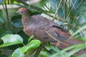 Brown Cuckoo-Dove, Mission Beach, Australia, December 2010 - click for larger image