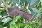 Brown Cuckoo-Dove, Mission Beach, Australia, December 2010 - click for larger image