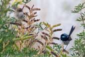 Male and female Superb Fairy-wren, Dover, Tasmania, Australia, January 2006 - click for larger image