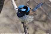 Male Superb Fairy-wren, Dover, Tasmania, Australia, January 2006 - click for larger image