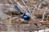 Male Superb Fairy-wren, You Yangs, Victoria, Australia, February 2006 - click for larger image