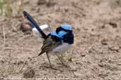 Male Superb Fairy-wren, Wye Valley, Victoria, Australia, February 2006 - click for larger image