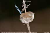 Male Superb Fairy-wren in eclipse plumage, Murramarang NP, NSW, Australia, March 2006 - click for larger image