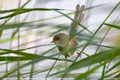 Female Superb Fairy-wren, Murramarang NP, NSW, Australia, March 2006 - click for larger image