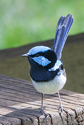 Male Superb Fairy-wren, Adelaide, South Australia, September 2013 - click for larger image