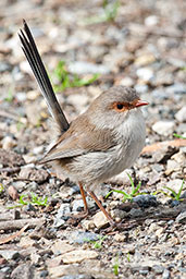 Male Superb Fairy-wren, Adelaide, South Australia, September 2013 - click for larger image