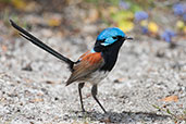 Male Red-winged Fairy-wren, Cheynes Beach, Western Australia, October 2013 - click for larger image
