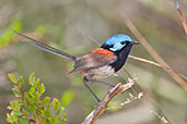Male Red-winged Fairy-wren, Cheynes Beach, Western Australia, October 2013 - click for larger image