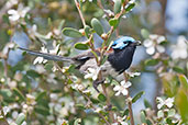 Male Red-winged Fairy-wren, Cheynes Beach, Western Australia, October 2013 - click for larger image