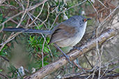 Female Red-winged Fairy-wren, Cheynes Beach, Western Australia, October 2013 - click for larger image