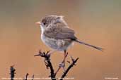 Female White-winged Fairy-wren, Port Augusta, South Australia, March 2006 - click for larger image