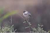 Male White-winged Fairy-wren, Port Augusta, South Australia, March 2006 - click for larger image