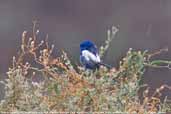 Male White-winged Fairy-wren, Port Augusta, South Australia, March 2006 - click for larger image