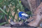 Male White-winged Fairy-wren, Port Augusta, South Australia, March 2006 - click for larger image