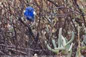 Male White-winged Fairy-wren, Port Augusta, South Australia, March 2006 - click for larger image