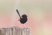 Male Red-backed Fairy-wren, Kuranda, Queensland, Australia, November 2010 - click for larger image