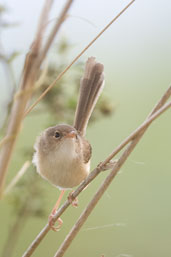 Female Red-backed Fairy-wren, Kuranda, Queensland, Australia, November 2010 - click for larger image