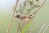 Female Red-backed Fairy-wren, Kuranda, Queensland, Australia, November 2010 - click for larger image