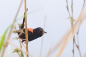 Male Red-backed Fairy-wren, Kuranda, Queensland, Australia, November 2010 - click for larger image