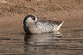 Pink-eared Duck, Ellery Creek Big Hole, Northern Territory, Australia, September 2013 - click for larger image