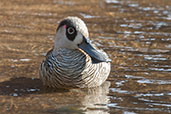 Pink-eared Duck, Ellery Creek Big Hole, Northern Territory, Australia, September 2013 - click for larger image