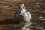 Pink-eared Duck, Ellery Creek Big Hole, Northern Territory, Australia, September 2013 - click for larger image