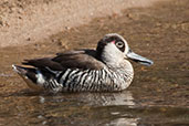 Pink-eared Duck, Ellery Creek Big Hole, Northern Territory, Australia, September 2013 - click for larger image