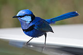 Male Splendid Fairy-wren, Cheyne Beach, Western Australia, October 2013 - click for larger image