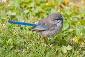 Male Splendid Fairy-wren moving out of eclipse plumage, Cheyne Beach, Western Australia, October 2013 - click for larger image