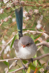 Female Splendid Fairy-wren, Cheyne Beach, Western Australia, October 2013 - click for larger image