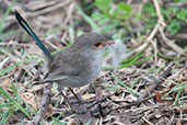 Female Splendid Fairy-wren, Busselton, Western Australia, October 2013 - click for larger image