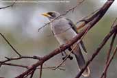 Yellow-throated Miner, Port Augusta, South Australia, March 2006 - click for larger image