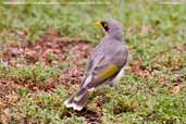 Yellow-throated Miner, Port Augusta, South Australia, March 2006 - click for larger image