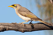 Yellow-throated Miner, Uluru, Northern Territory, Australia, September 2013 - click for larger image