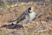 Noisy Miner, Mildura, Victoria, Australia, February 2006 - click for larger image