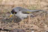 Noisy Miner, Mildura, Victoria, Australia, February 2006 - click for larger image