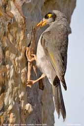 Noisy Miner, Mildura, Victoria, Australia, February 2006 - click for larger image