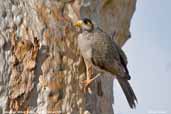 Noisy Miner, Mildura, Victoria, Australia, February 2006 - click for larger image