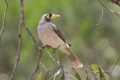 Noisy Miner, Paluma, Queensland, Australia, November 2010 - click for larger image