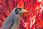 Noisy Miner, Adelaide, South Australia, September 2013 - click for larger image