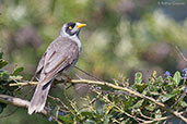 Noisy Miner, Adelaide, South Australia, September 2013 - click for larger image