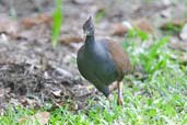 Orange-footed Scrubfowl, Cairns, Queensland, Australia, November 2010 - click for larger image